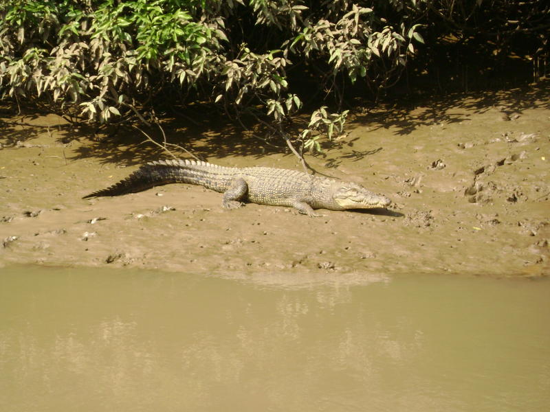 12364d1264756850-bhitarkanika-trip-in-orissa-dsc03618.jpg