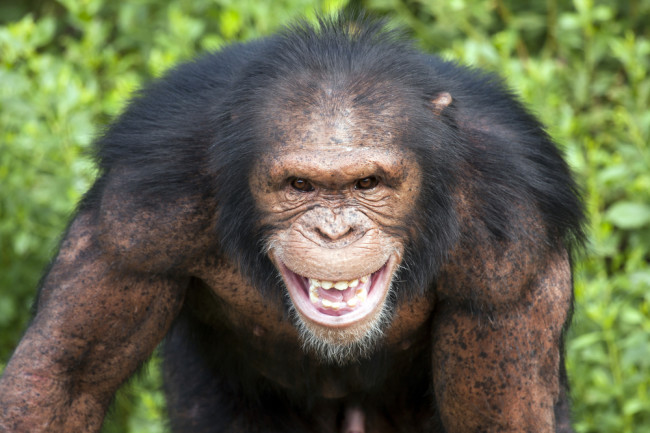 evil looking chimp - shutterstock