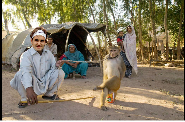 Fed-monkey.png