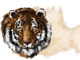 326966-Tiger-1327501136-138-160x120.jpg