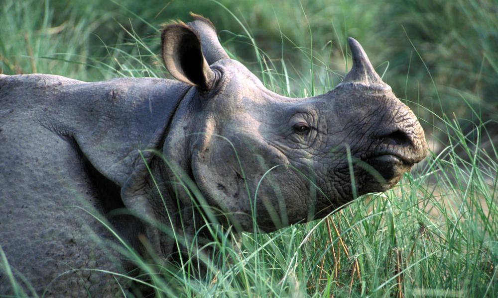 Greater_One_Horned_Rhino_8.6.2012_Whytheymatter_HI_203197.jpg