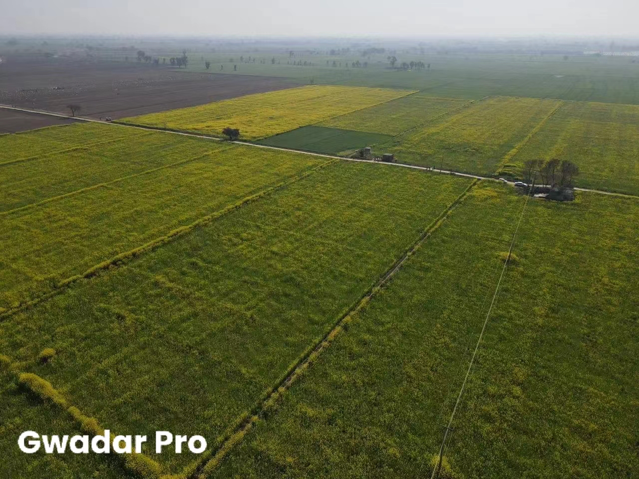 Chinese canola flowers in full bloom in Pakistan