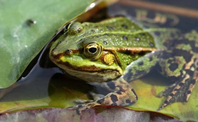 frog-650_650x400_61451812835.jpg