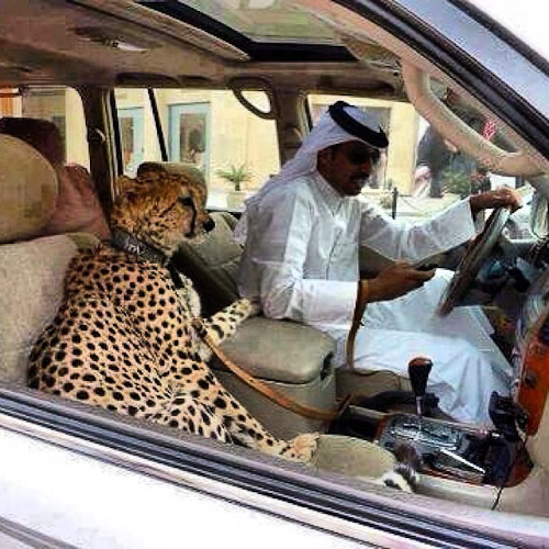 Cheetah-inside-car-2.jpg