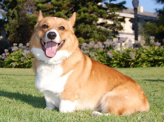 Pembroke-Welsh-Corgi_5246a00ce6c52.jpg