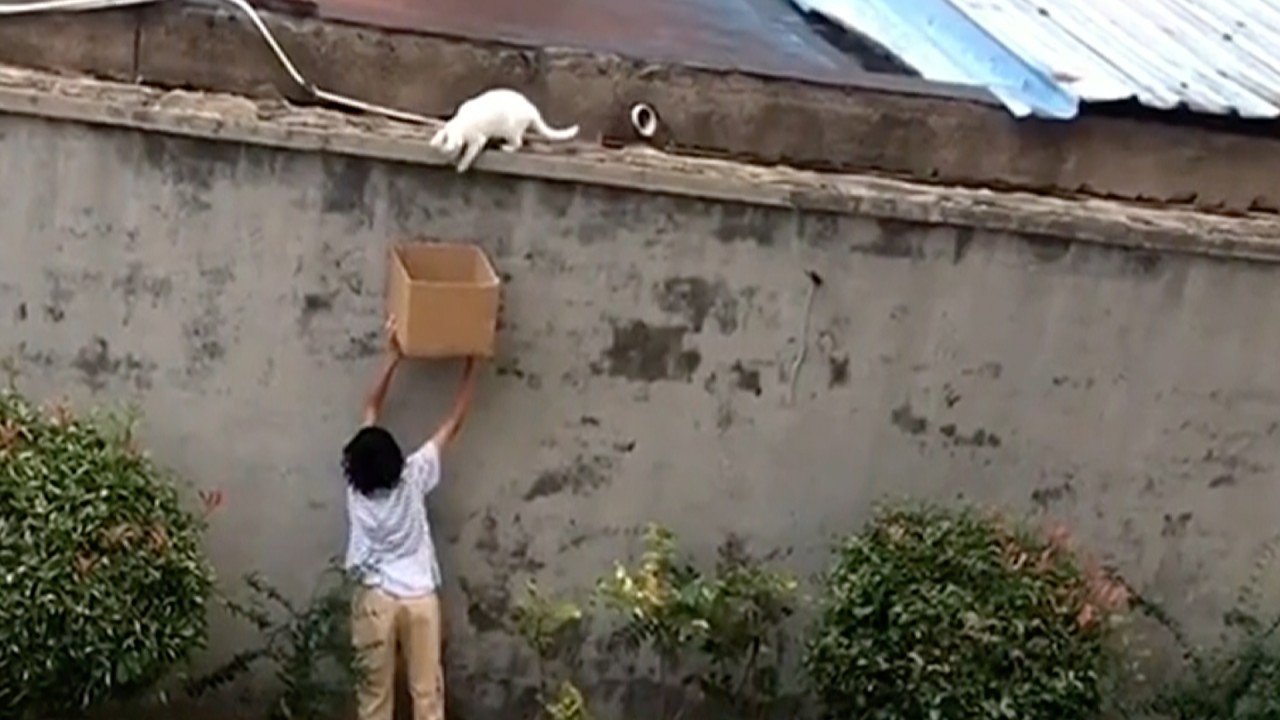 Kind boy holds up box to rescue stray cat trapped on a wall in China