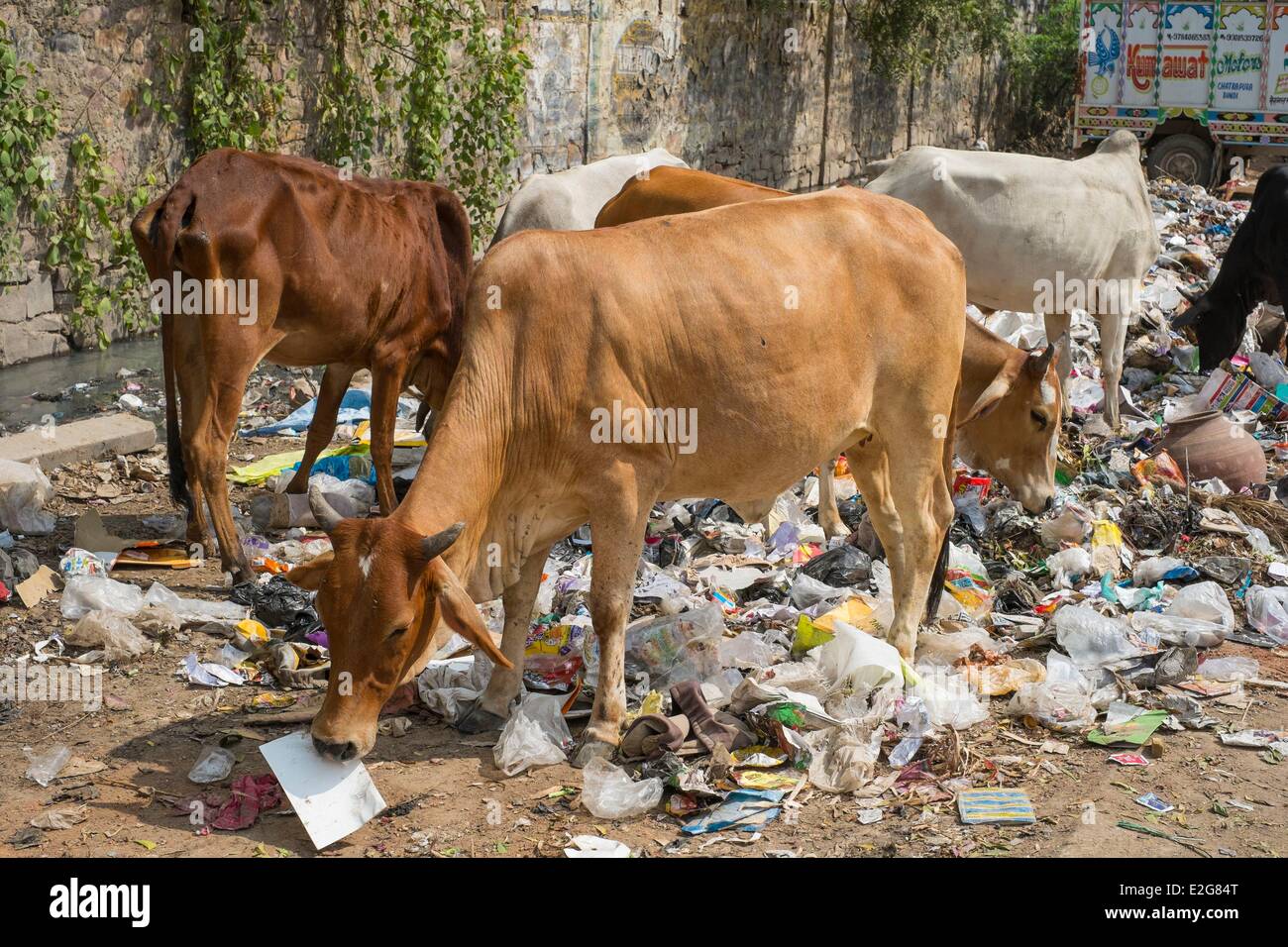 india-rajasthan-state-bundi-cows-eating-in-the-rubbish-E2G84T.jpg