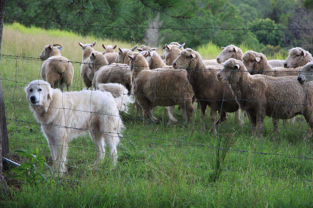 maremma.jpg