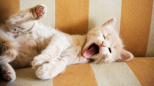 cat-cute-kitty-yawn-yawnkitten-Favim.com-86652.jpg