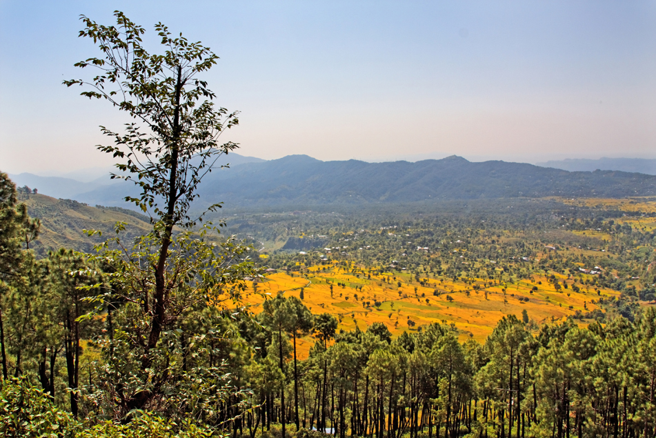 kangra-valley-rice.jpg